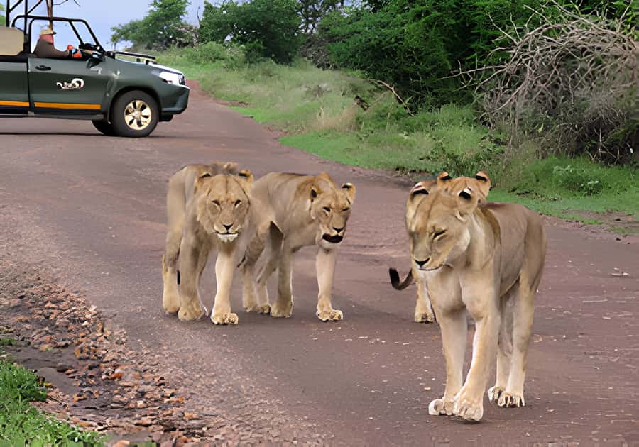 Kruger National Park Safari (Full Day) - The main game drive in Kruger: how the park’s variety shows up