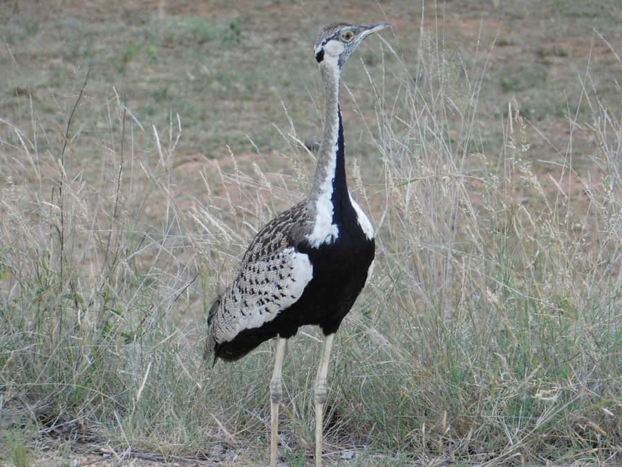 Kruger National Park Safari (Full Day) - Jeep time before and after: what those 30 minutes usually mean
