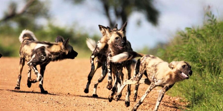 Kruger National Park Safari (Full Day) - The role of the field guide: why Dennis-style patience improves the day