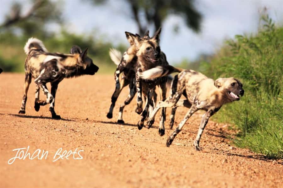 Kruger National Park Safari (Full Day) - Comfort, timing, and practical tips for a 10-hour day