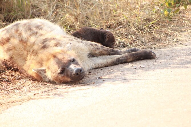 Kruger National Park, Safari Game Drive. - Step-by-step: how your day flows from Nelspruit to Malelane Gate