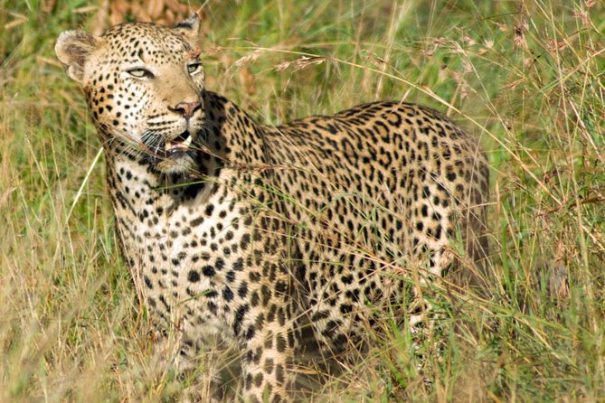 Kruger National Park, Safari Game Drive. - Your guide and vehicle setup: safety, comfort, and the human factor