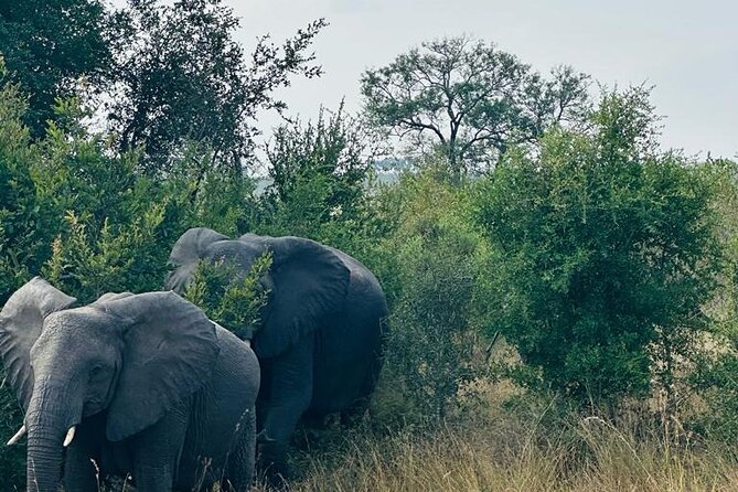 Kruger National Park, Safari Game Drive. - Malelane Gate: what it represents and what to expect at the entry point