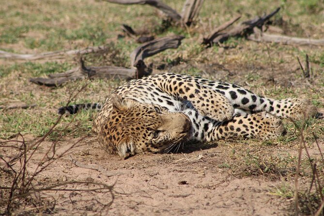 Kruger National Park, Safari Game Drive. - Price and value: is $103.89 a good deal?