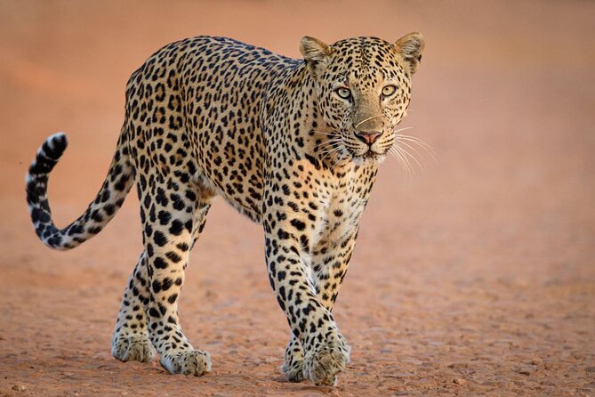 Kruger National Park, Safari Game Drive. - Comfort and photo tips for a long day in Kruger sun
