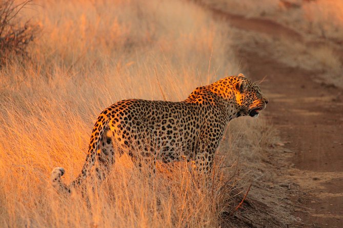 Kruger National Park Sunrise Half-Day Safari Tour - Why a Kruger Sunrise Half-Day Feels Different Than Any Other Safari