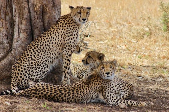 Kruger National Park Sunrise Half-Day Safari Tour - Timing That Targets Nocturnal Activity, Then Shifts to Big Morning Sightings