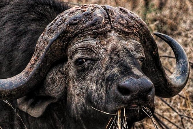 Kruger National Park Sunrise Half-Day Safari Tour - Open Safari Vehicle Comfort: Blankets, Ponchos, and Camera-Ready Prep