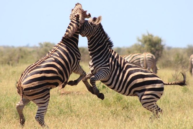 Kruger National Park Sunrise Half-Day Safari Tour - Picking the Right Companion Type: Couples, Families, and Early Birds