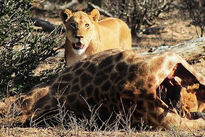 Kruger National Park Sunrise Half-Day Safari Tour - My Booking Checklist: Questions That Save You Stress in Kruger