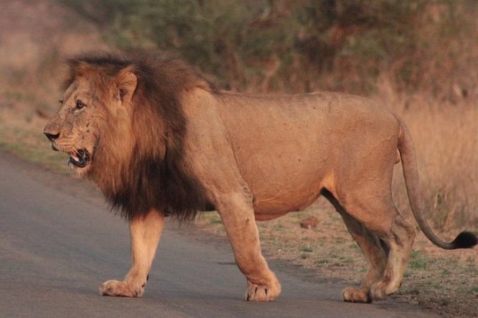 Kruger National Park Sunrise Half-Day Safari Tour - What You Can Expect to See, Including Big Five Tracking at the Right Hour