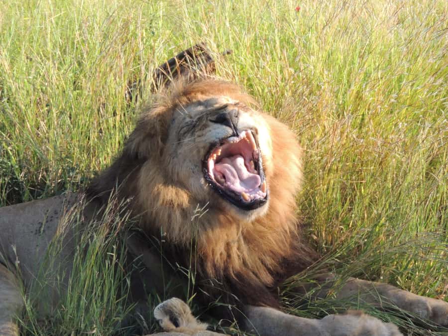 Kruger National Park: Wildlife-Watching Safari - Key things I’d focus on before you go