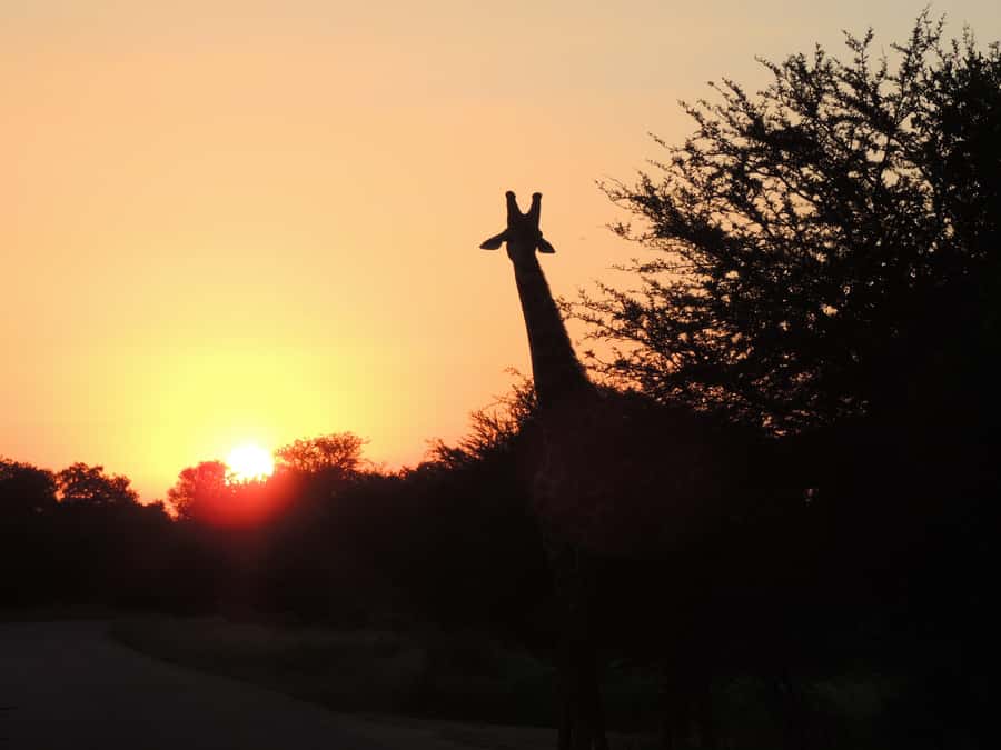Kruger National Park: Wildlife-Watching Safari - What to bring, what to expect with weather, and the rules that matter