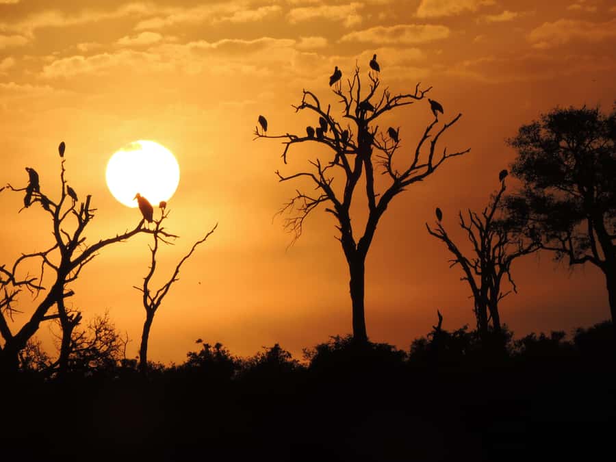 Kruger National Park: Wildlife-Watching Safari - Kruger at first light, the 5:00 am to midday rhythm