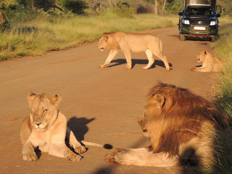 Kruger National Park: Wildlife-Watching Safari - Open safari vehicle viewing, how to get better sightings and photos