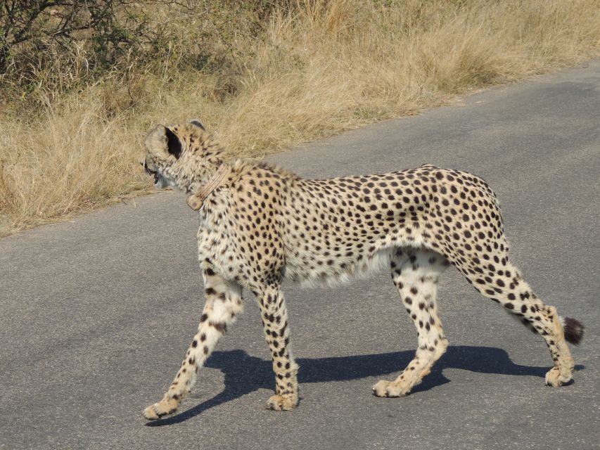 Kruger National Park: Wildlife-Watching Safari - What you can realistically hope for, big five odds and the best mindset