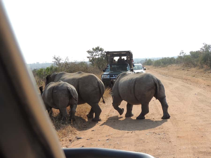 Kruger National Park: Wildlife-Watching Safari - A guide who connects the dots, Jerry’s example of smart wildlife driving