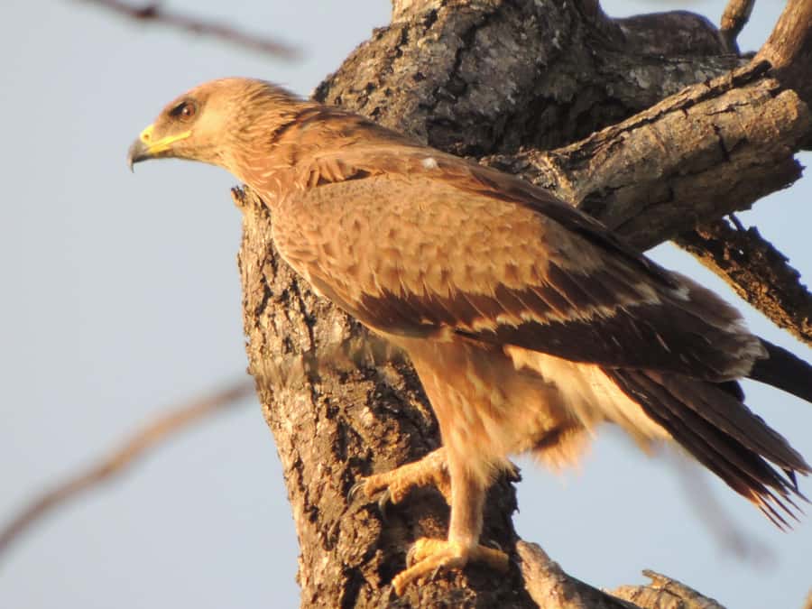 Kruger National Park: Wildlife-Watching Safari - Fauna and flora explanations that actually help you spot animals