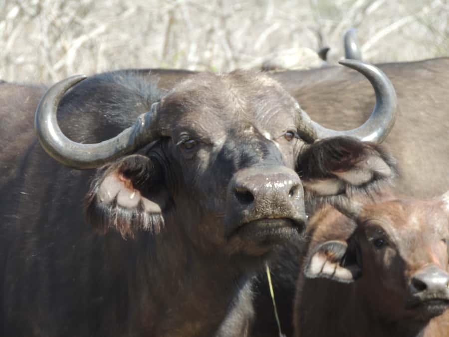 Kruger National Park: Wildlife-Watching Safari - Half-day timing that respects your schedule, morning versus afternoon