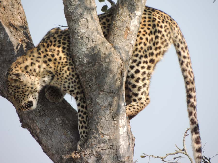 Kruger National Park: Wildlife-Watching Safari - Price and value, is $63 per person worth it