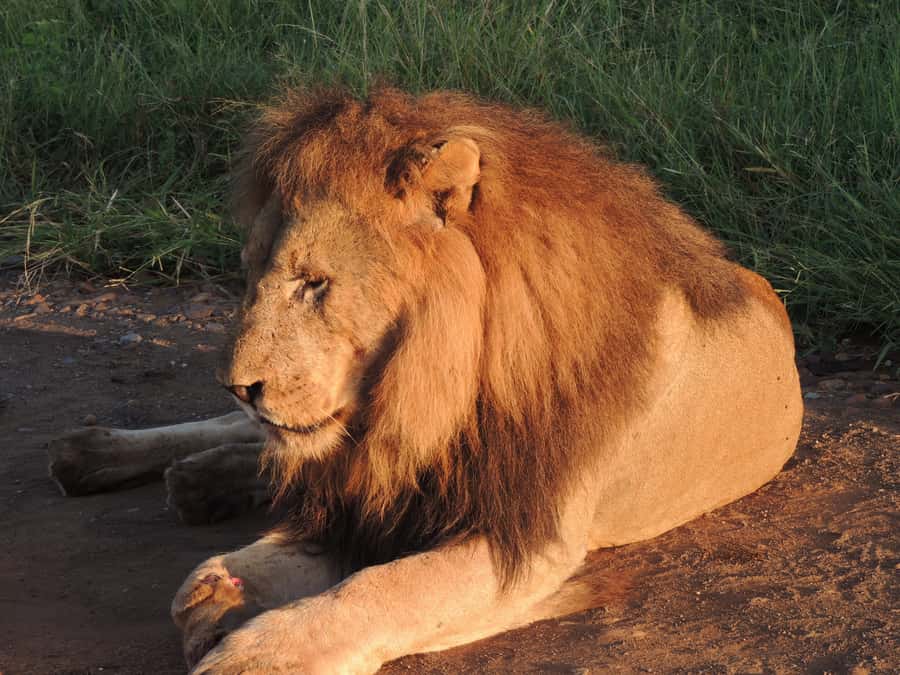 Kruger National Park: Wildlife-Watching Safari - Finding the right meeting spot and confirming your voucher