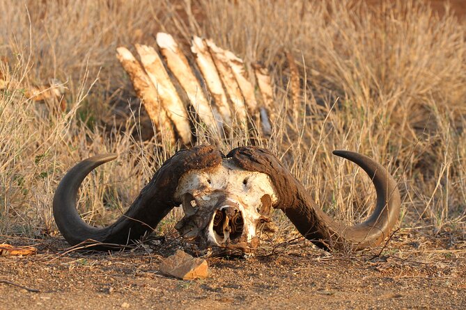 Kruger Park - Full day - Private safari vehicle - Key highlights to know before you go