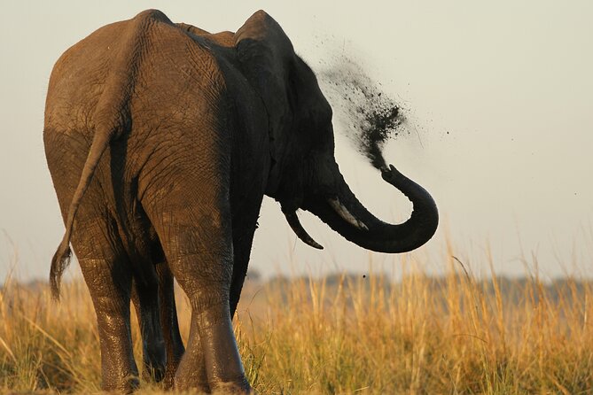 Kruger Park - Full day - Private safari vehicle - How the private vehicle and early start shape your day