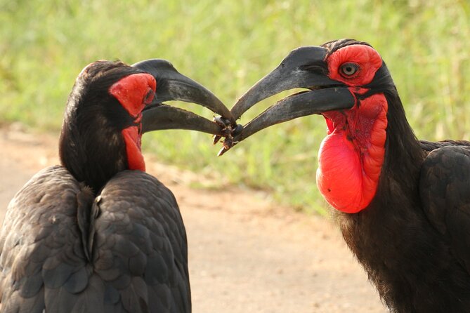 Kruger Park - Full day - Private safari vehicle - Road back through Orpen Gate: sightings can keep rolling