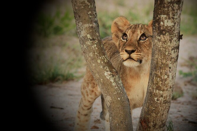 Kruger Park - Full day - Private safari vehicle - What is included, what is not, and why it matters