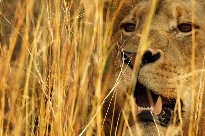 Kruger Park - Full day - Private safari vehicle - Who this tour fits best