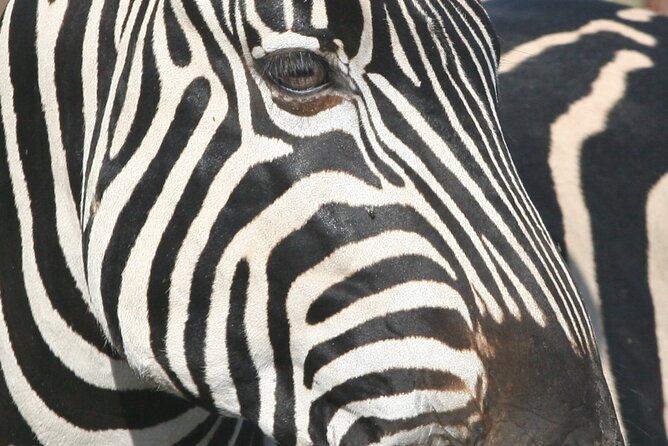 Kruger Park - Full day - Private safari vehicle - Entering through Orpen Gate, and why the route matters