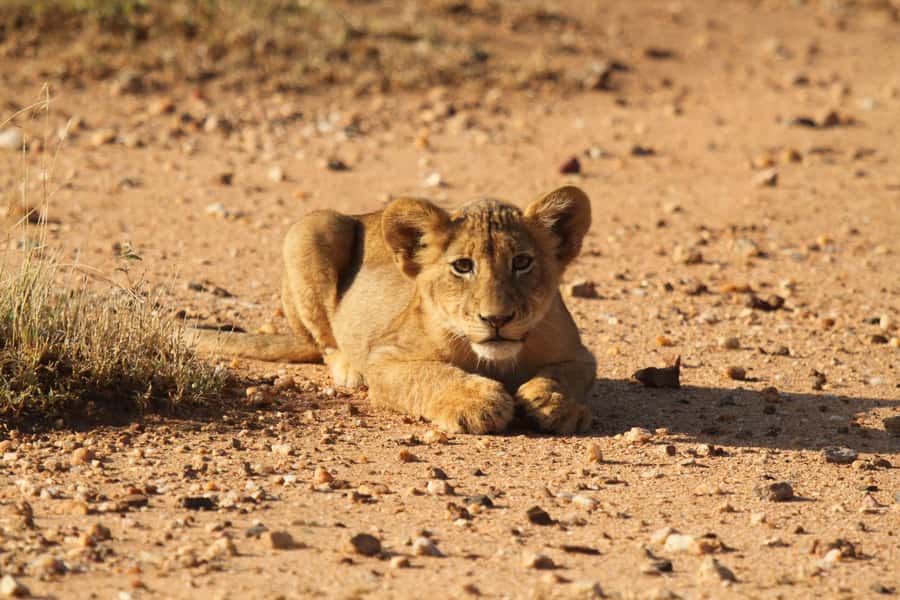 Kruger Park Full Day Safari From Hoedspruit - Your Full-Day Kruger Safari Plan, Built for Close Wildlife Sightings