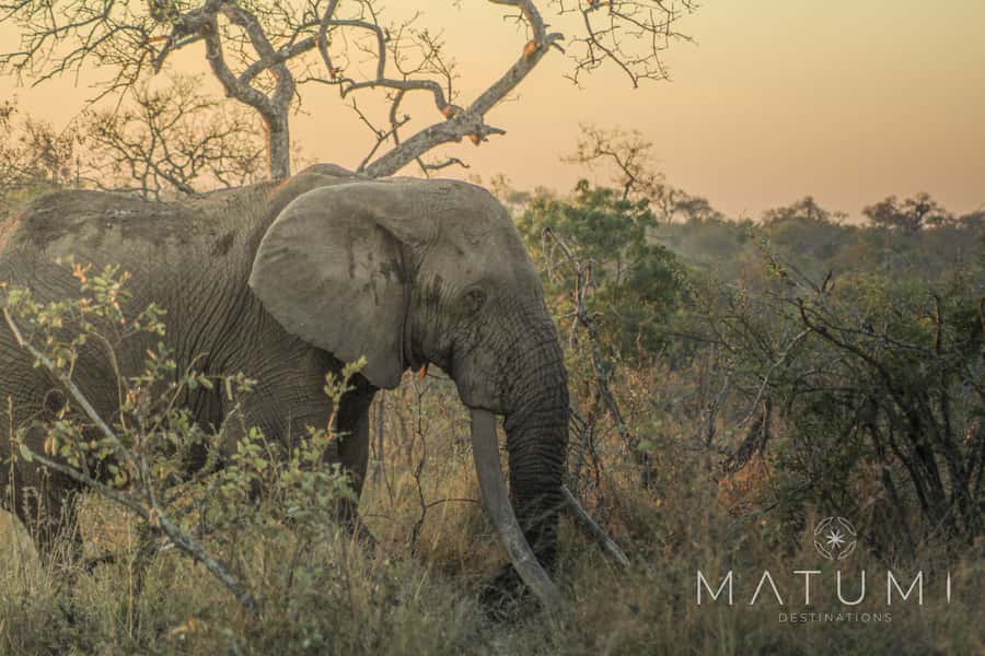 Kruger Park Full Day Safari From Hoedspruit - Big Five Chances, Without the Pressure of a Checklist