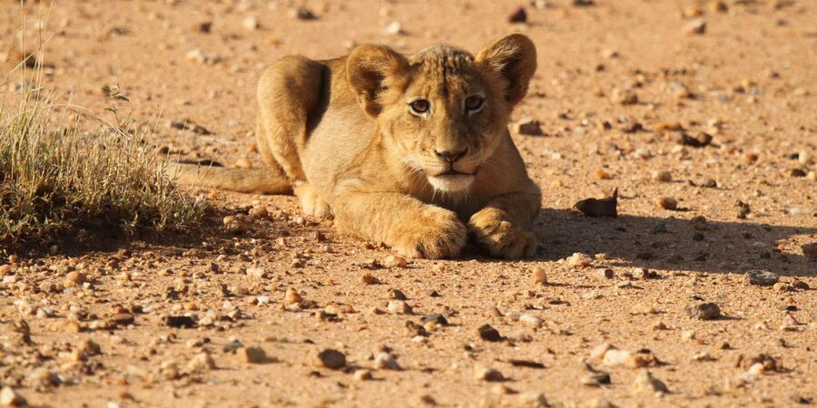 Kruger Park Full Day Safari From Hoedspruit - Breakfast in the Bush and Rest-Camp Breaks That Feel Real