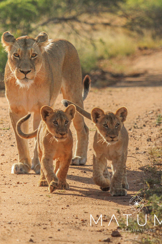 Kruger Park Full Day Safari From Hoedspruit - Timing, Vehicle Comfort, and How to Actually Enjoy the Long Day