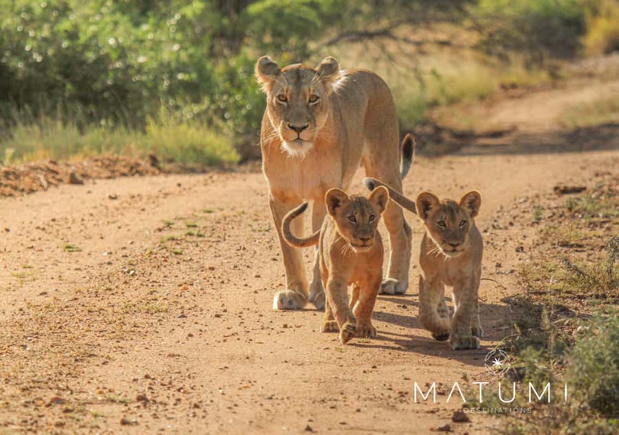 Kruger Park Full Day Safari From Hoedspruit - The Open-Vehicle Game Drive Rhythm Inside Kruger