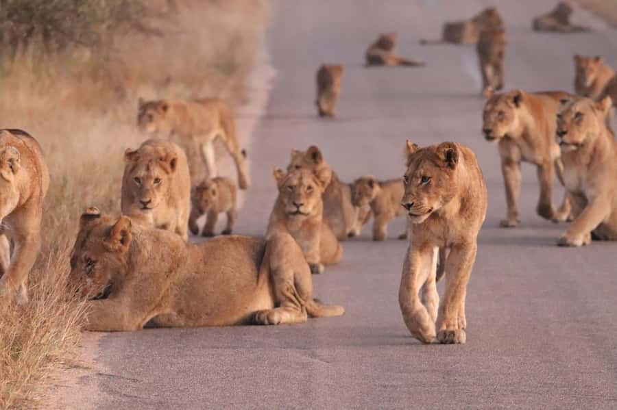Kruger Park Safari from Maputo - The 07h30 gate moment, and how your day gets organized