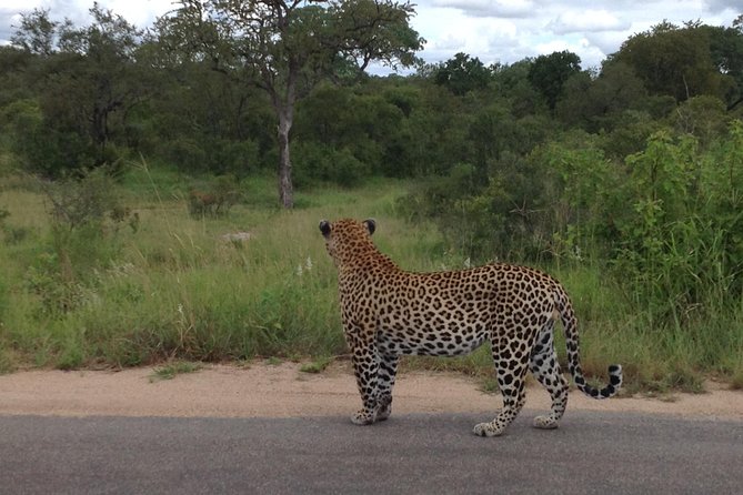 Kruger Park Safari: Guided Day Tour from Nelspruit - Why this Nelspruit to Kruger day trip works for a first timer