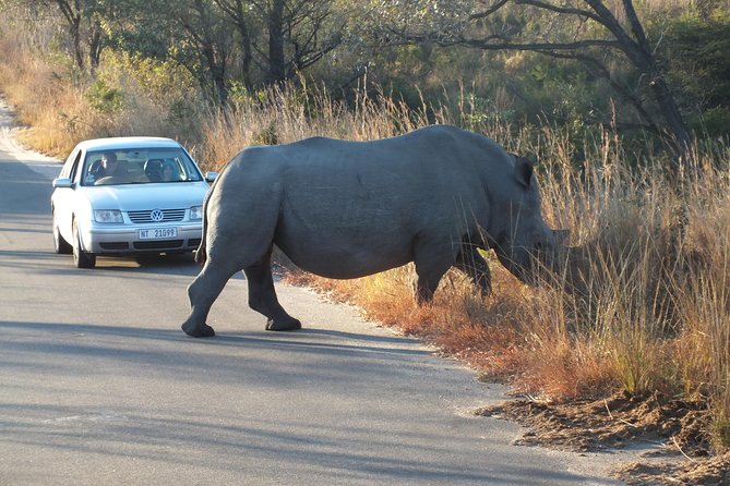 Kruger Park Safari: Guided Day Tour from Nelspruit - The guide role: why spotting feels easier with the right person driving