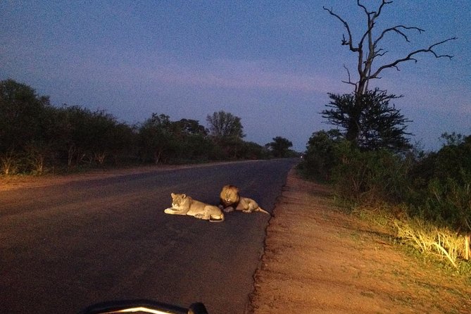 Kruger Park Safari: Guided Day Tour from Nelspruit - Inside Kruger: what the day looks like on the ground