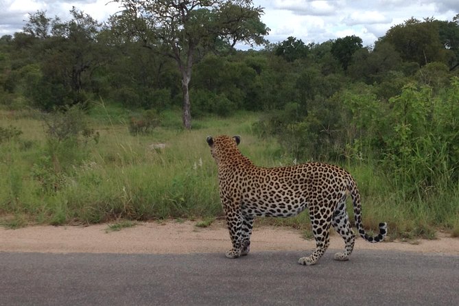Kruger Park Safari: Guided Day Tour from Nelspruit - Wildlife you might see beyond the headlines