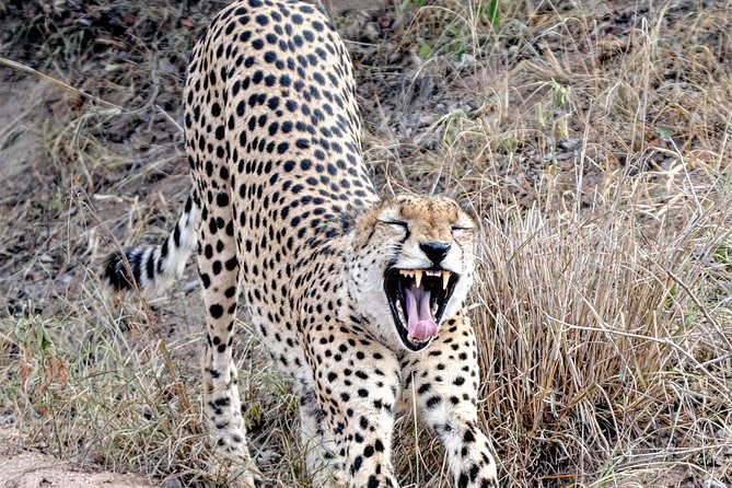 Kruger Park Safari: Guided Day Tour from Nelspruit - Hotel pickup and the safari vehicle experience