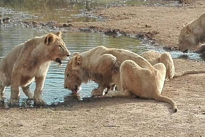 Lesedi Cultural Village and Lion Park tour - A Full Day of Tribes and Big Cats From Johannesburg
