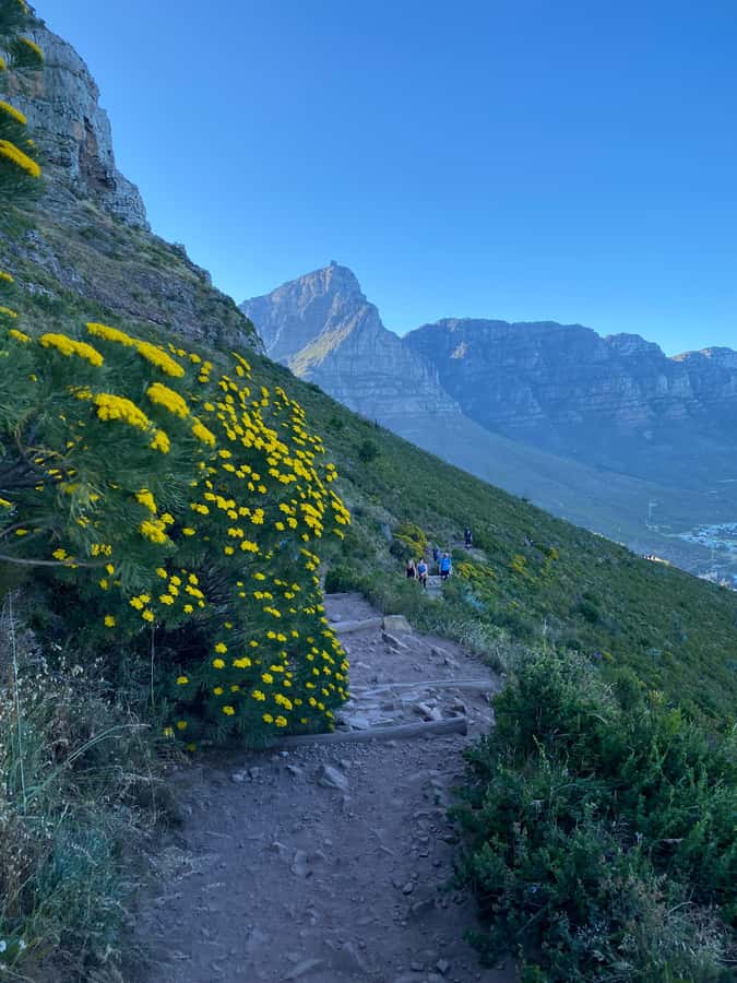 Lion's Head Hike: Cape Town - Sunrise or Sunset Hike - The summit moment, snack time, and that quiet satisfaction
