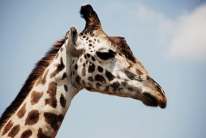 Lion & Safari Park - From Pretoria: quick drive into Lion and Safari Park