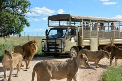 Lion & Safari Park