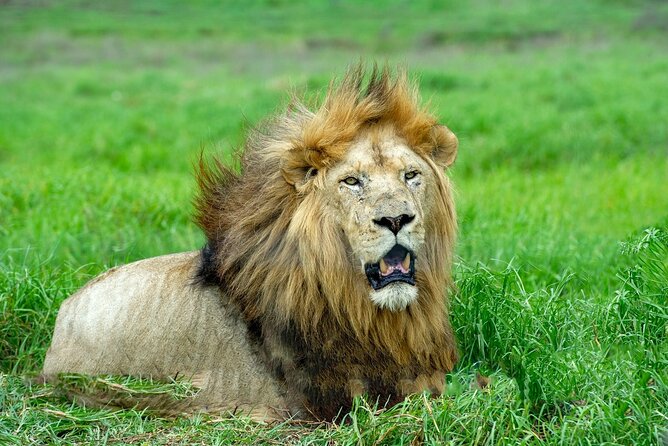 Lion & Safari Park - The 3 to 4 hour flow: how the visit tends to feel