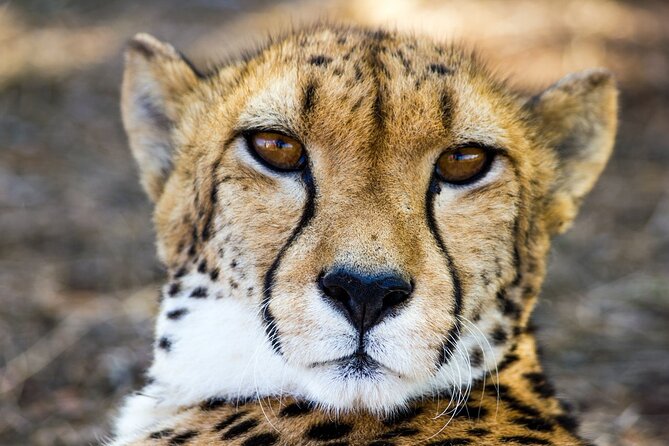 Lion & Safari Park - Who should book this Lion and Safari Park safari?