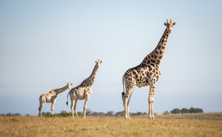 Little Brak River: Botlierskop Guided Game Drive - Key Points Before You Go