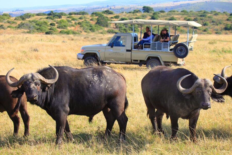 Little Brak River: Botlierskop Guided Game Drive - A Short Safari With Big-Game Energy at Botlierskop